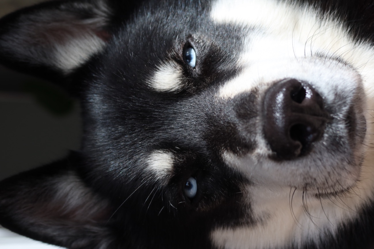 Close-up of a husky's expressive blue eyes