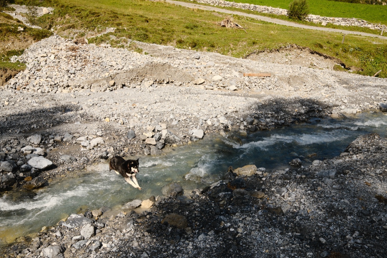 Dog leaping across a mountain stream