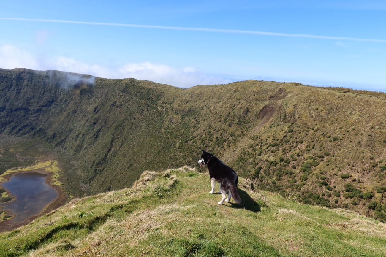 Dog standing on the rim of a volcanic crater lake