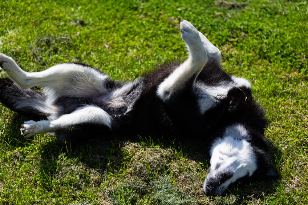 Playful young dog rolling in the grass