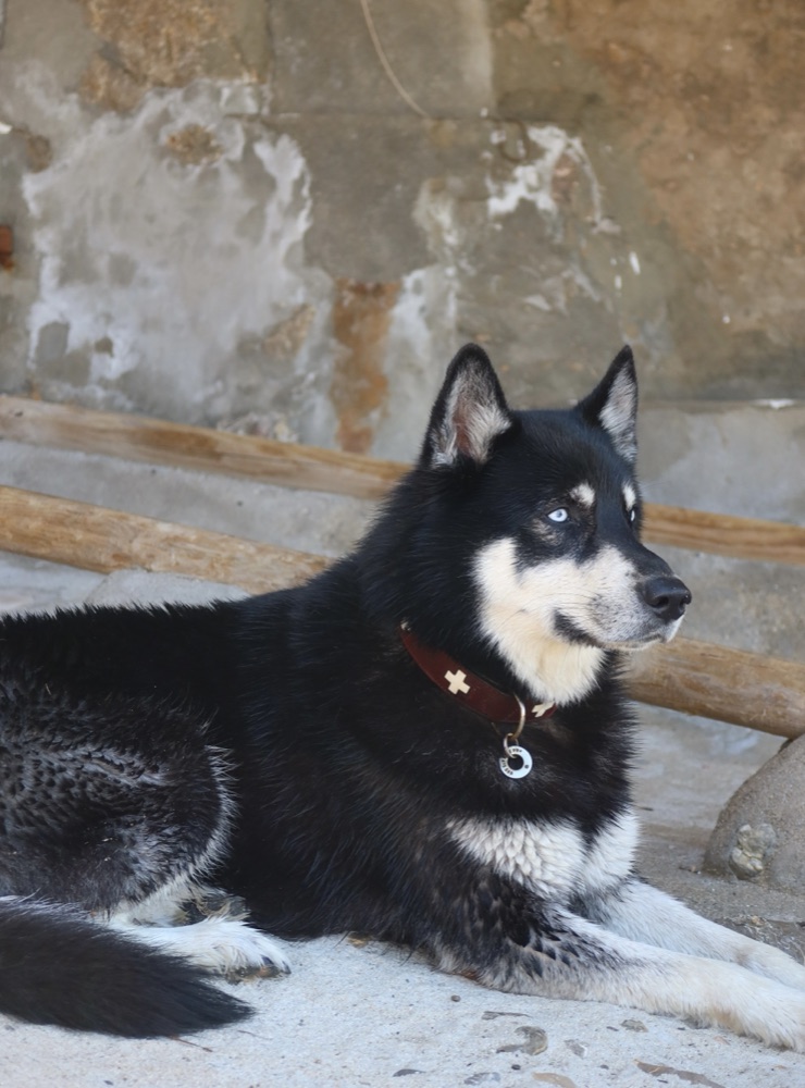 Dog resting calmly indoors