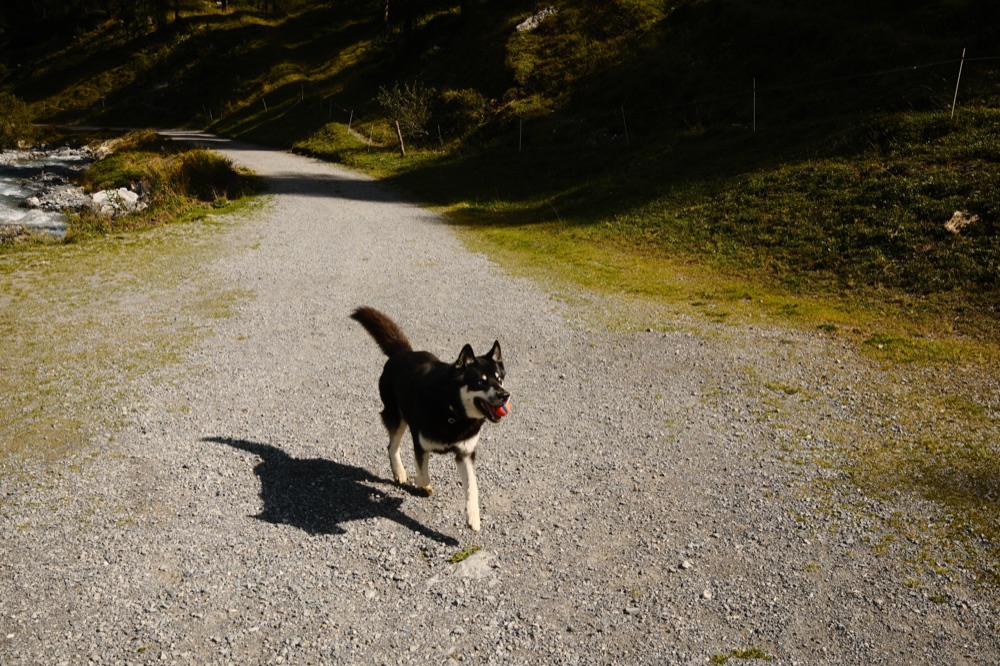 Dog trotting happily on a lead along a gravel path