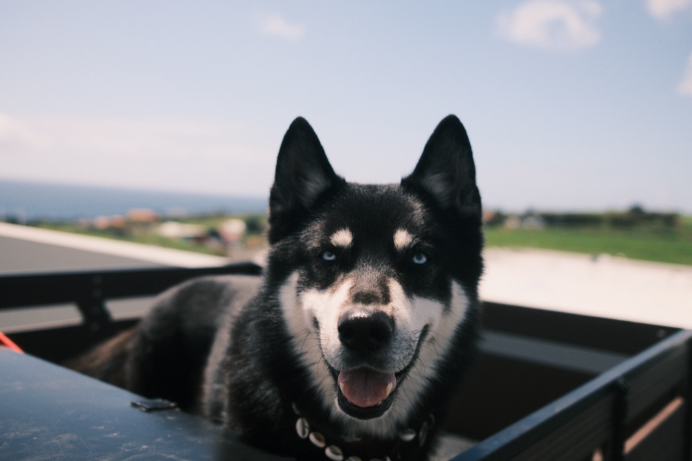 Calm dog resting with a thoughtful expression