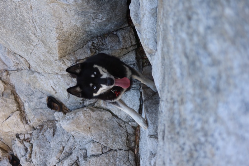 Alert dog scrambling over rocks, focused and attentive